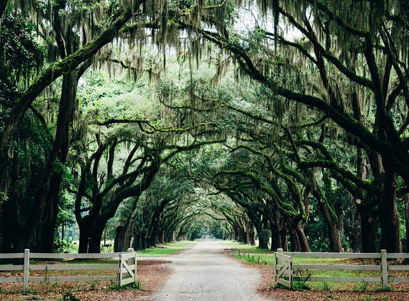 a dirt road shaded and framed by trees