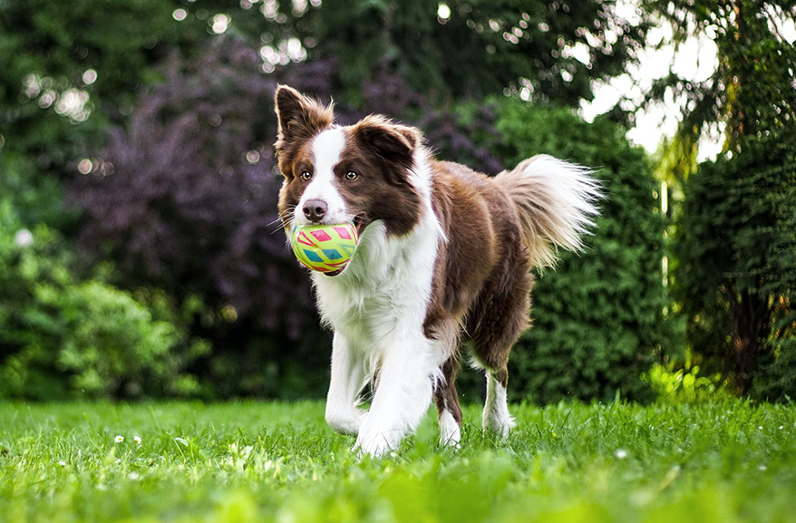 a white and brown dog running with a ball in its mouth