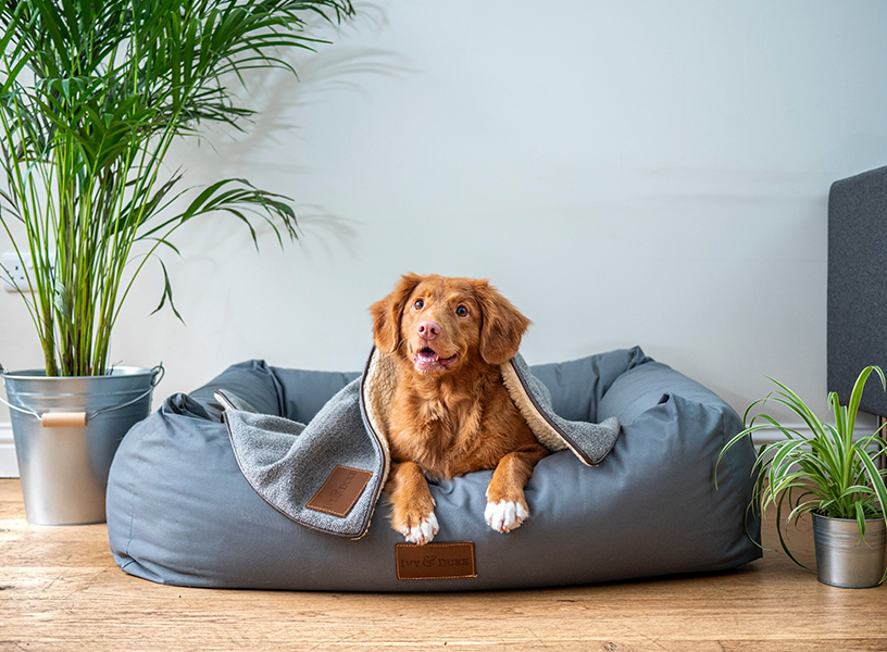 Cut dog relaxing in a bed